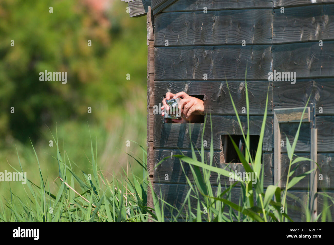 Das Fell. Menschen, die Bilder aus einer Beobachtungshütte in einen Tierpark, Frankreich, Camargue, Saintes-Maries-de-la-Mer Stockfoto