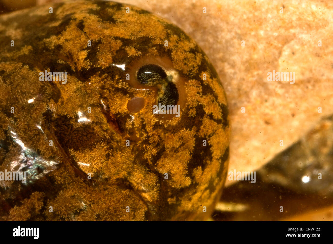 Arktische Schildkrebse (Lepidurus Arcticus), Weiblich, Maro Aufnahmen von Augen, Norwegen, Spitzbergen, Longyearbyen Stockfoto