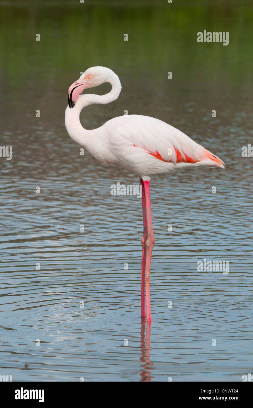 Rosaflamingo (Phoenicopterus Roseus, Phoenicopterus Ruber Roseus), Gefieder Pflege, Frankreich, Camargue Stockfoto