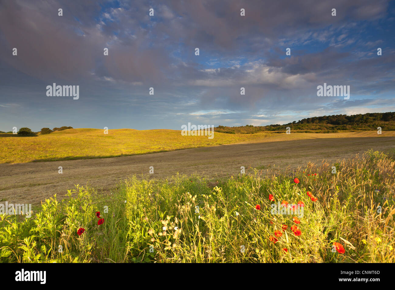 blühende Feldgrenze im Morgenlicht, Deutschland, Mecklenburg-Vorpommern, Hiddensee Stockfoto