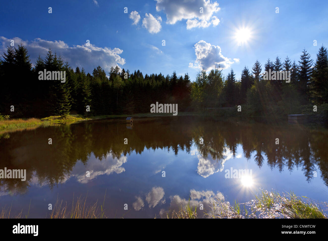 See in einem Fichtenwald, Deutschland, Sachsen, Schreiersgruen Stockfoto