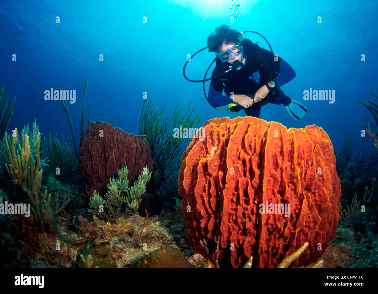 Turtleshell Bad Schwamm, große Fass-Schwamm (Xestospongia Testudinaria), Taucher hinter großen Schwamm, Belize, Karibik Stockfoto