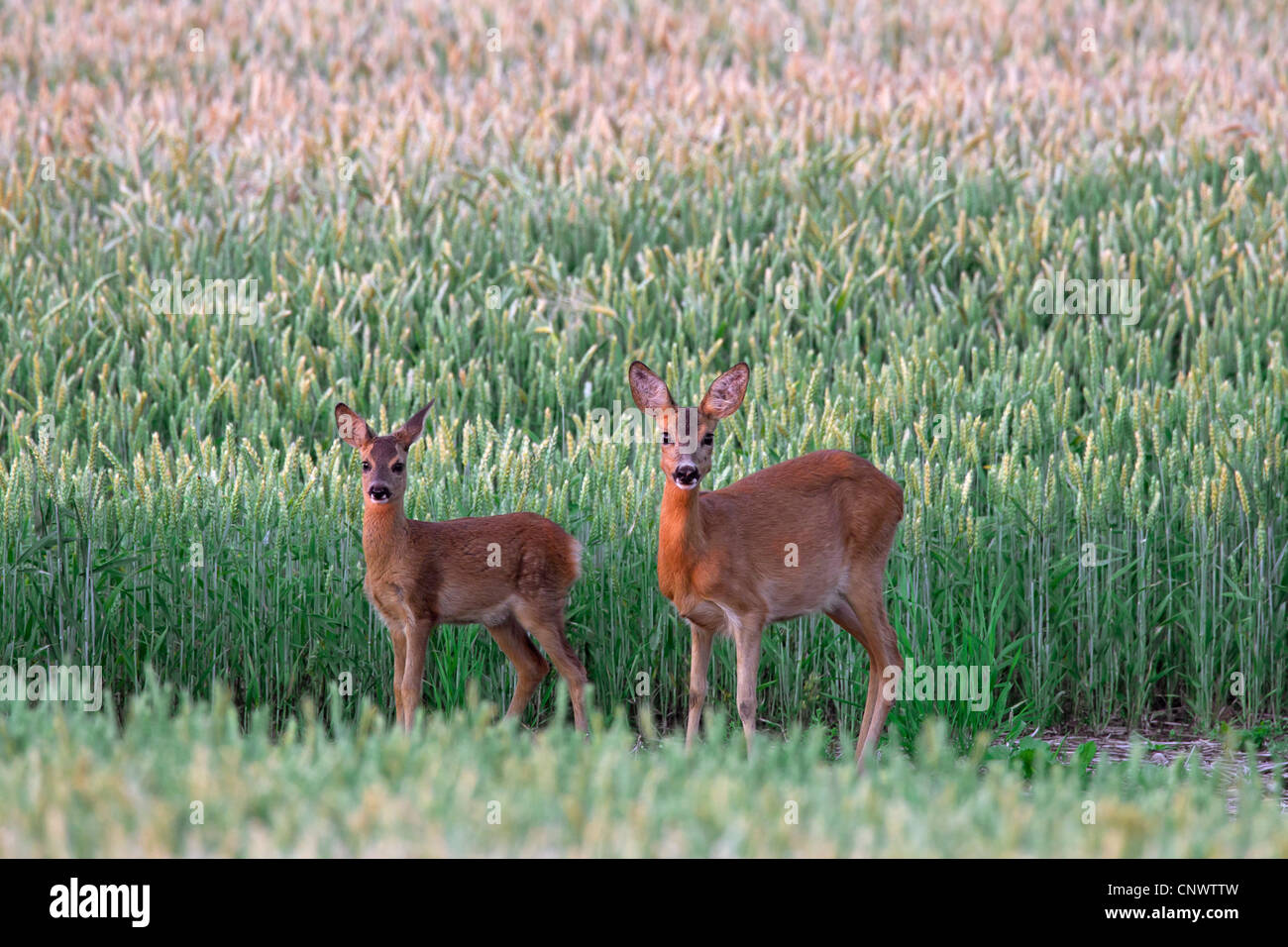 Reh (Capreolus Capreolus) weibliche mit Kitz im Weizenfeld, Deutschland Stockfoto