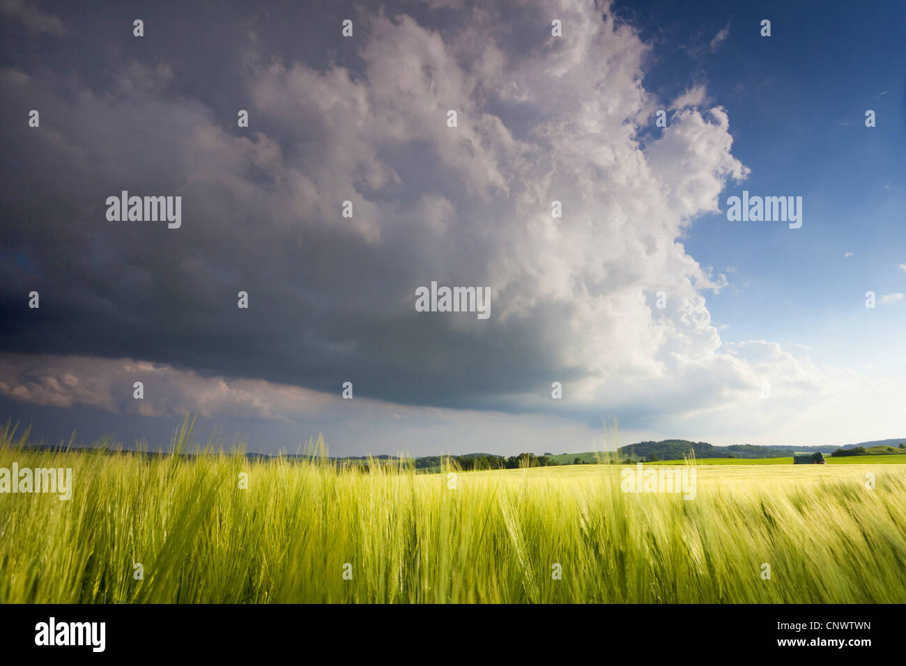 Kornfeld mit regen Wolken, Deutschland, Sachsen, Vogtlaendische Schweiz Stockfoto