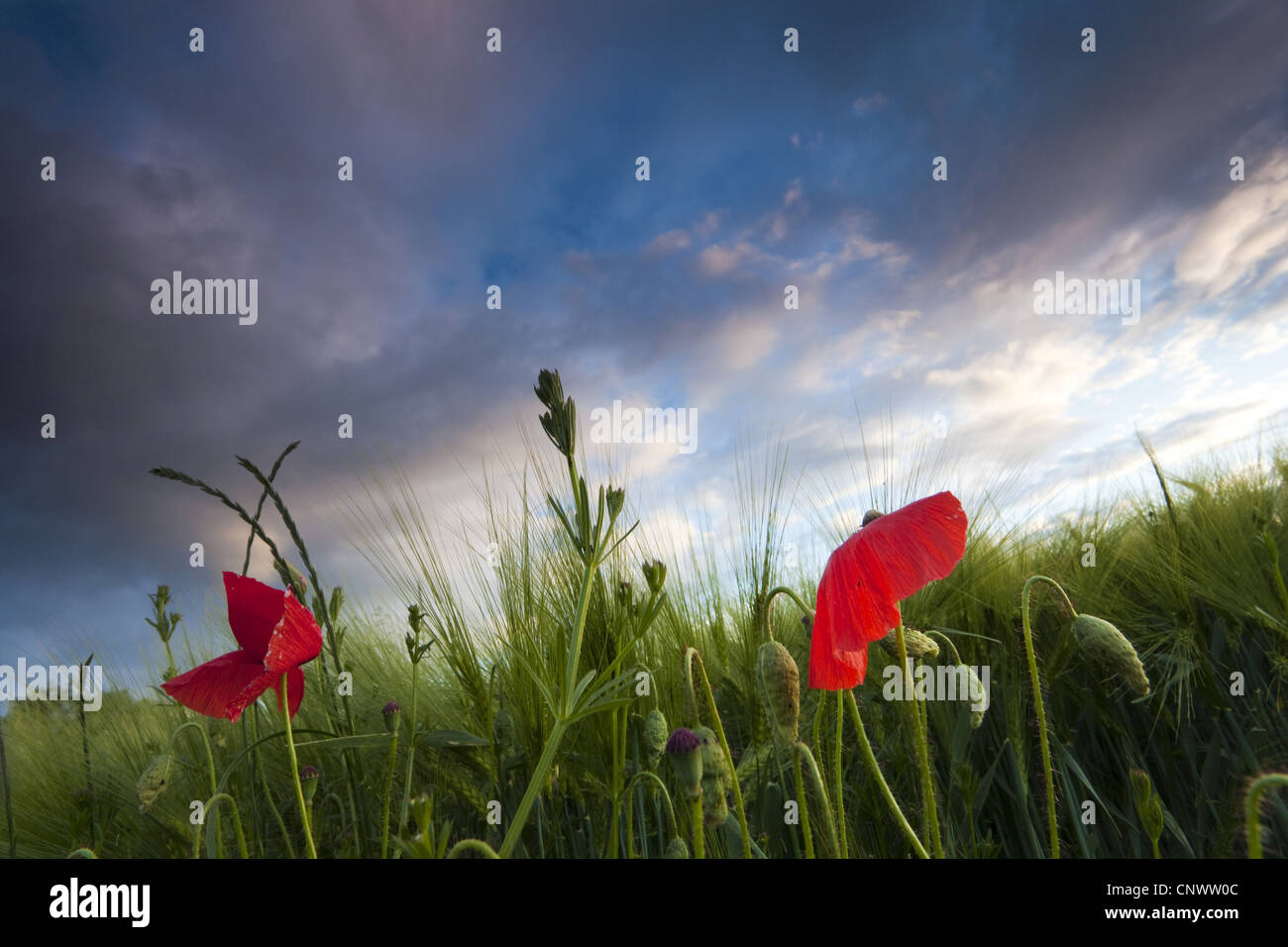 gemeinsamen Mohn, Klatschmohn, roter Mohn (Papaver Rhoeas), Barleyfield mit Mohn und Hackmesser, Deutschland, Brandenburg Stockfoto