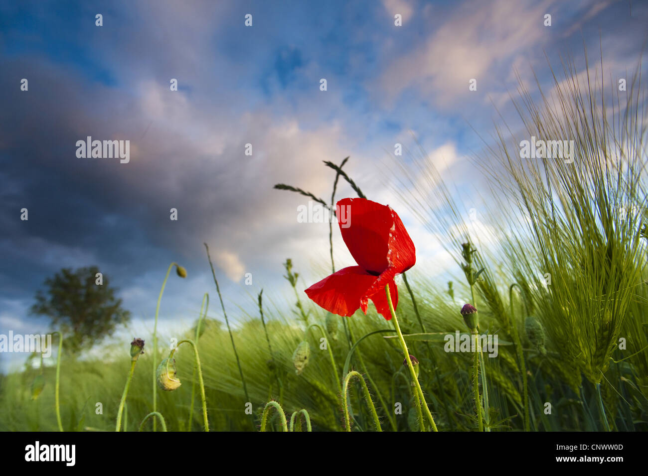 gemeinsamen Mohn, Klatschmohn, roter Mohn (Papaver Rhoeas), Barleyfield mit Mohn, Deutschland, Brandenburg Stockfoto