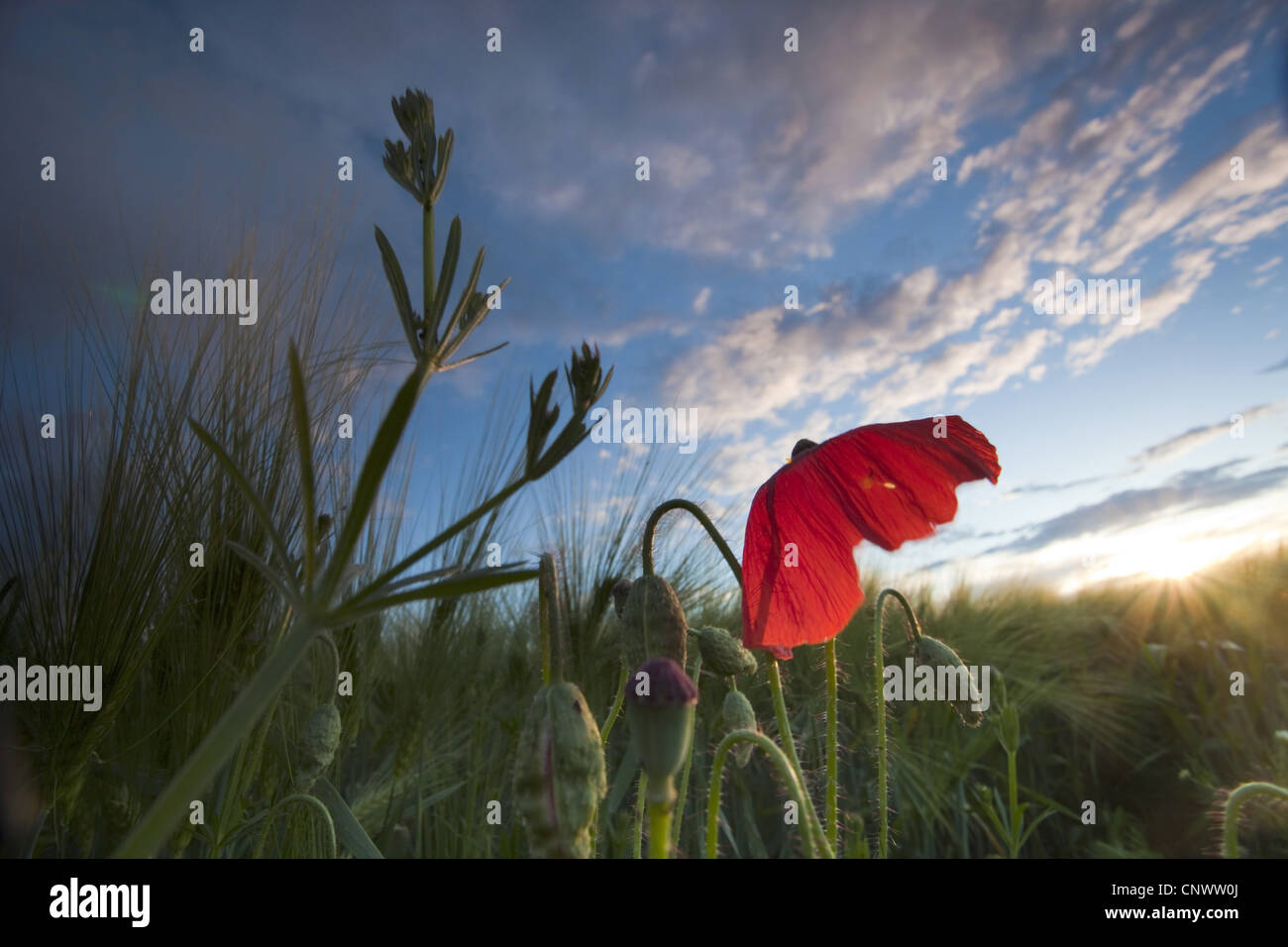gemeinsamen Mohn, Klatschmohn, roter Mohn (Papaver Rhoeas), Barleyfield mit Mohn, Deutschland, Brandenburg Stockfoto
