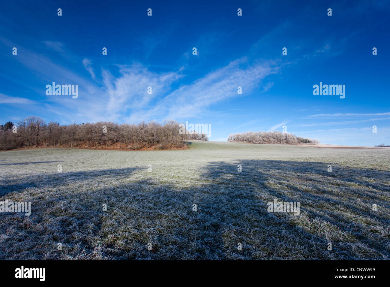 Raureif bedeckt Wiese im Morgenlicht, Deutschland, Sachsen, Vogtland Stockfoto