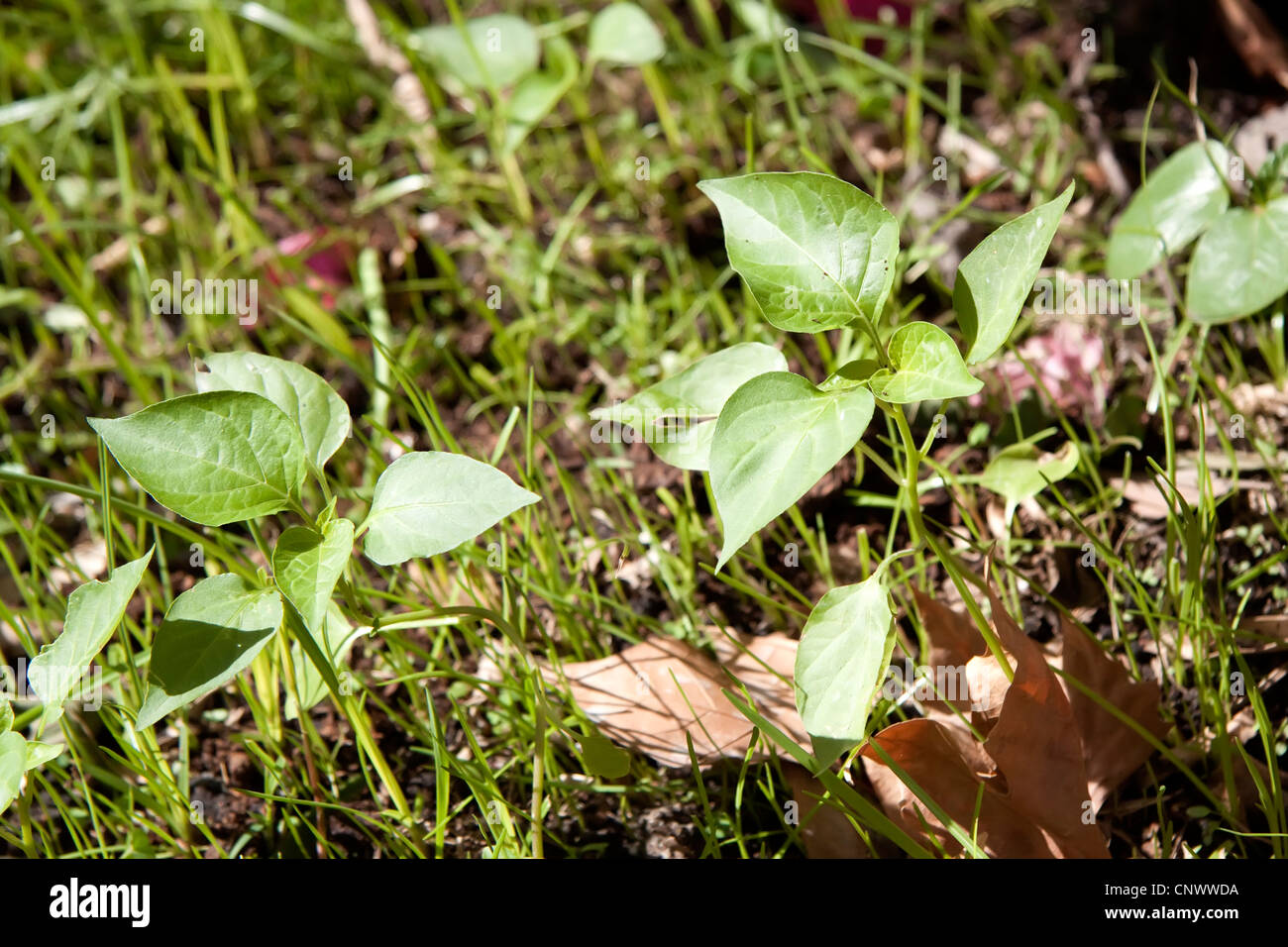 Kleine Peperoni-Pflanzen im Garten Stockfotografie - Alamy