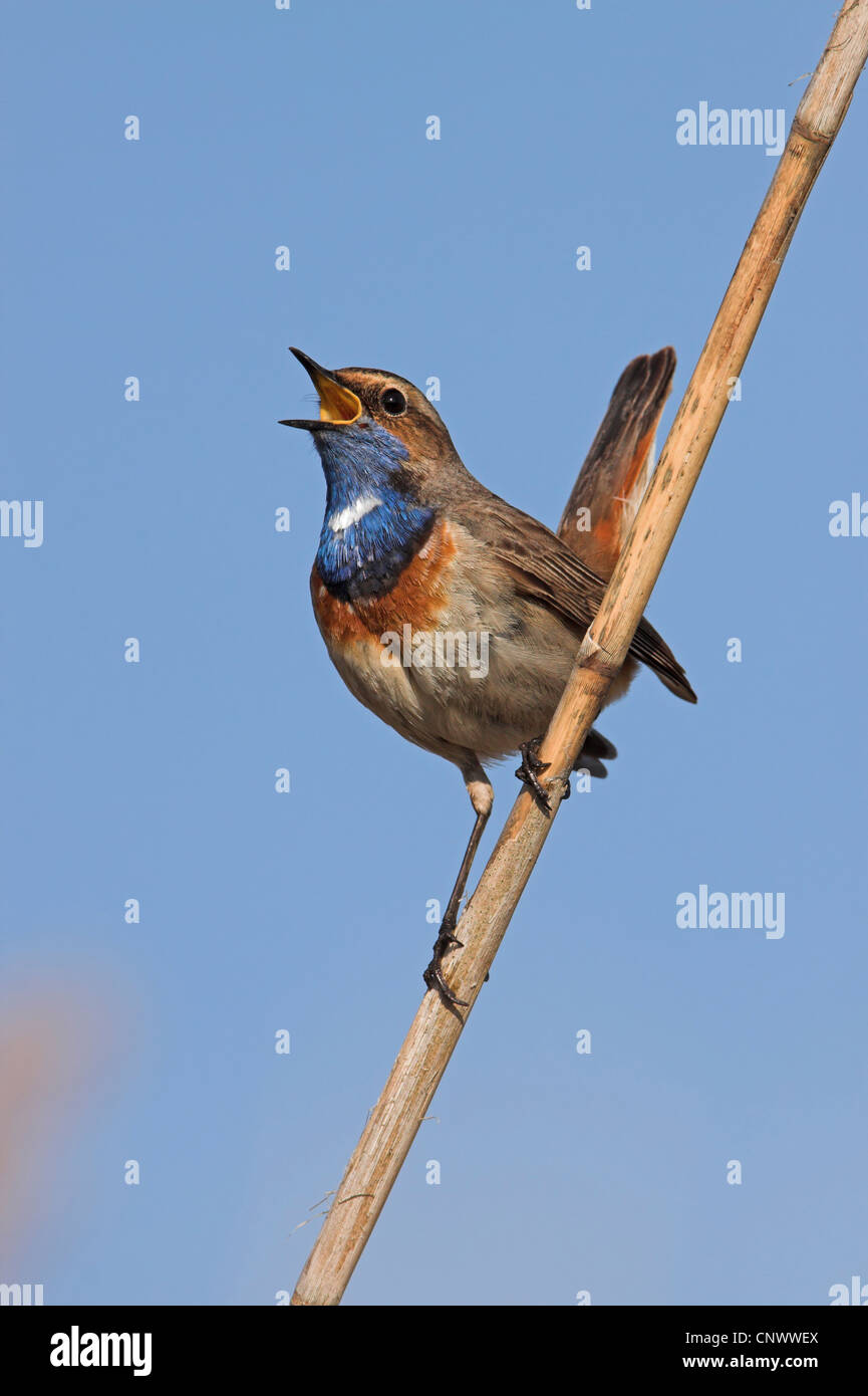 Blaukehlchen (Luscinia Svecica Cyanecula), männliche sitzen auf einem trockenen Grashalm Reed, singen, Deutschland, Rheinland-Pfalz Stockfoto