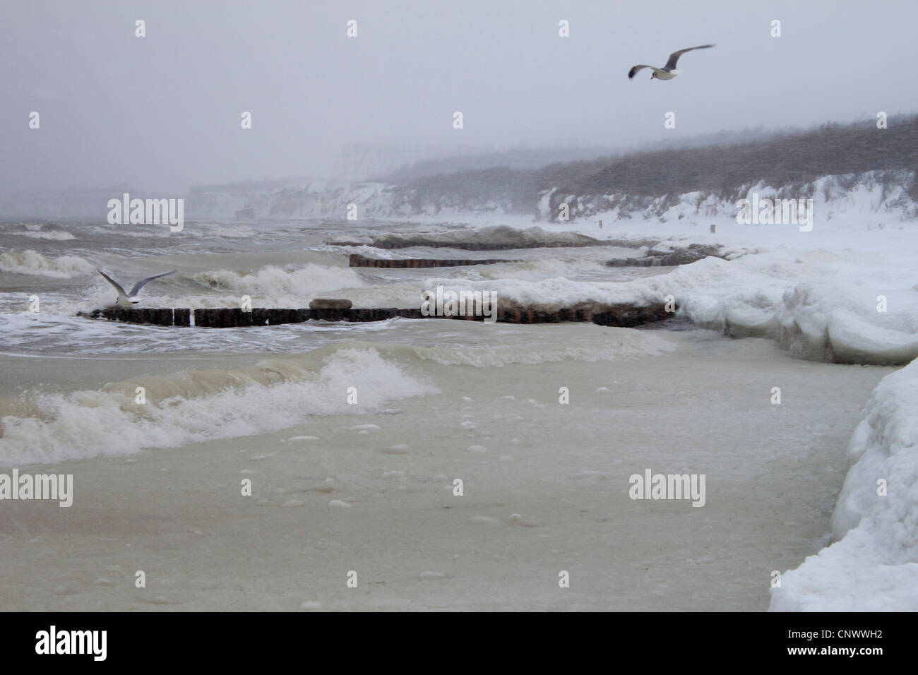kalten Wintersturm an der Küste der Ostsee mit Sporn Deiche, Deutschland, Mecklenburg-Vorpommern, Wustrow, Darß Stockfoto