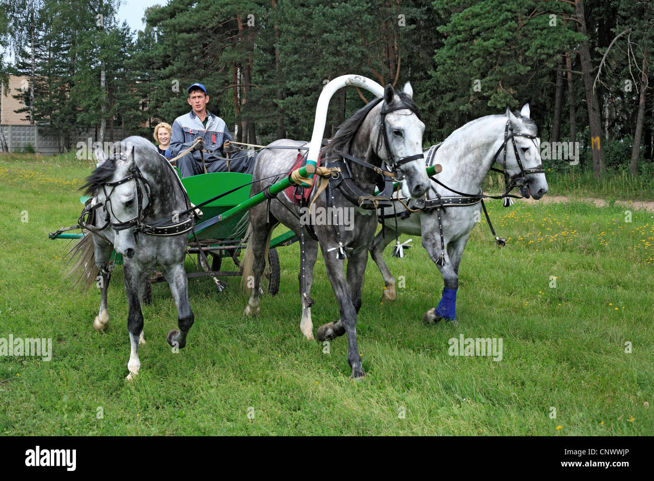 Russische traditionelle Pferd Team fahren Troika, Russland Stockfoto