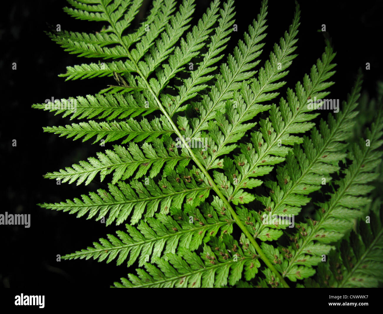 Diplazium Caudatum (Diplazium Caudatum), Unterseite der Wedel mit Sporangien, Kanarische Inseln, Gomera Stockfoto