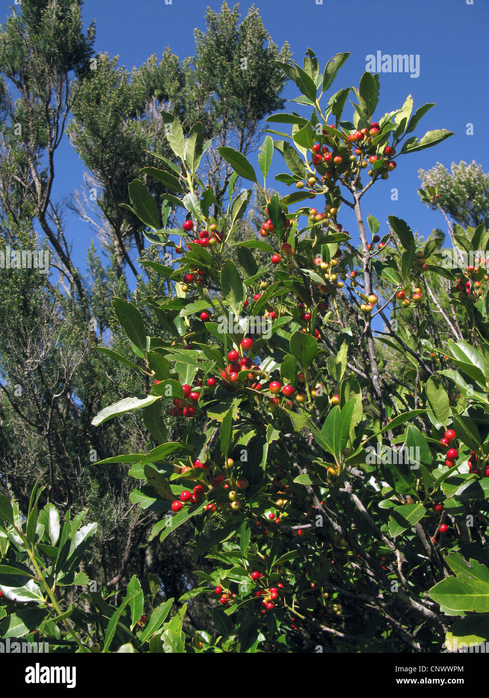 Kleinblättrige Stechpalme, Kanarischen Stockrose (Ilex Canariensis), Fruchtbildung, Kanarische Inseln, Gomera Stockfoto