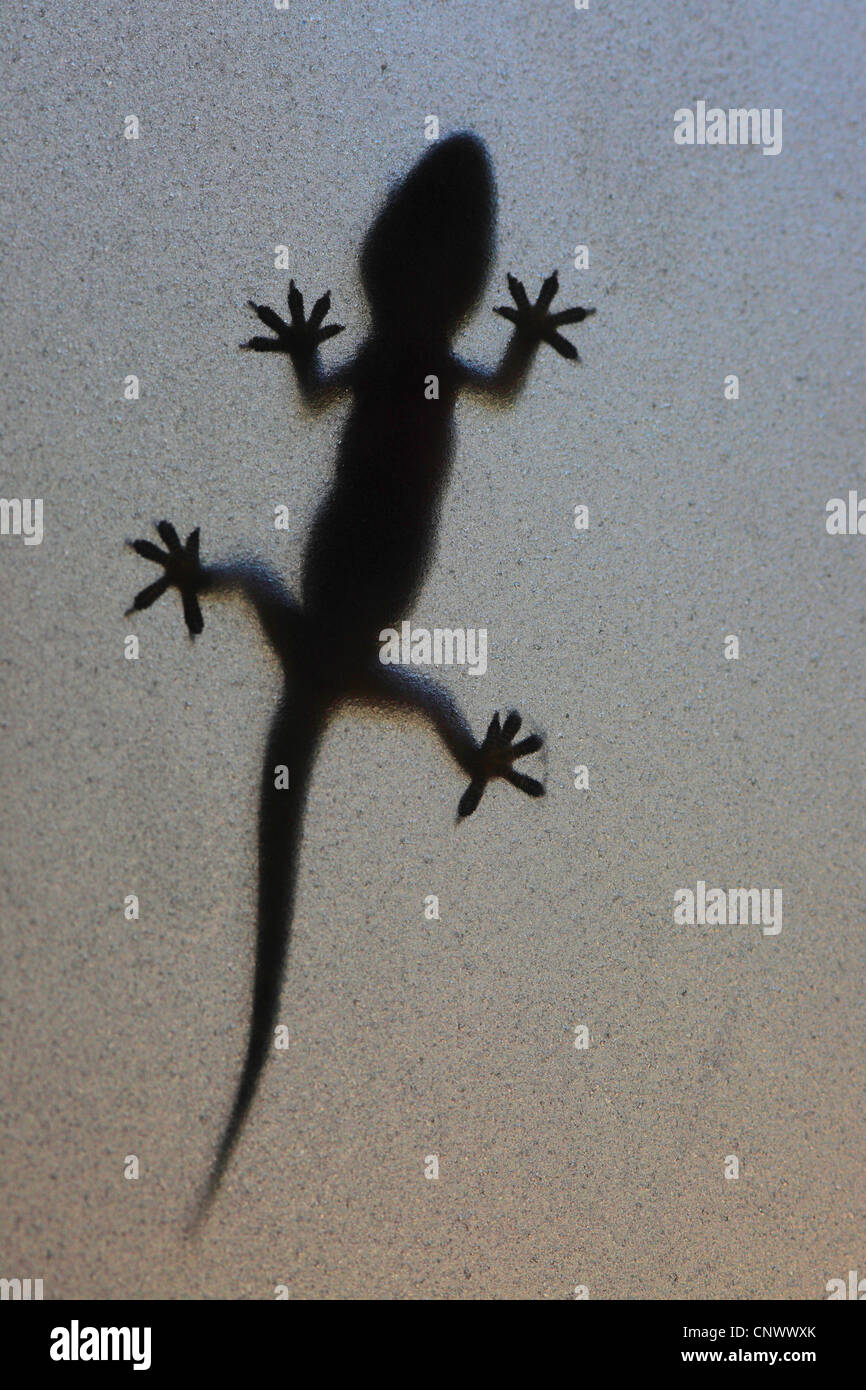 Silhouette in ein Glas Milch, Türkei, Antalya, türkische Gecko, mediterrane Gecko (Hemidactylus Turcicus) Stockfoto