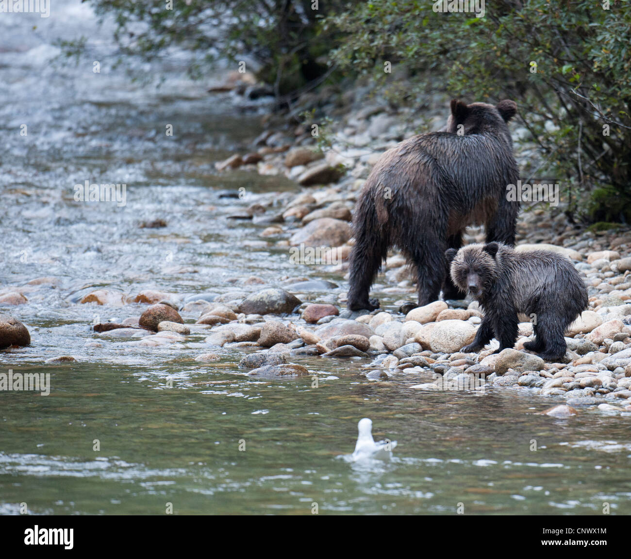 Grizzlybären-Mutter und Jungtier Stockfoto
