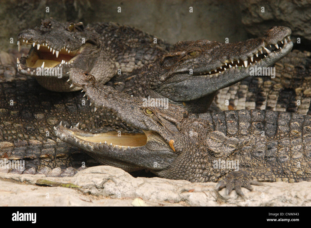 Krokodile im Dusit Zoo in Bangkok, Thailand. Stockfoto