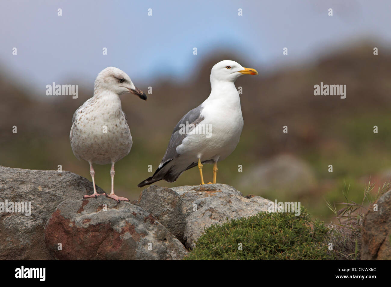Gelb-legged Möve (Larus Michahellis), Jugendlichen und Erwachsenen Vogel sitzen zusammen auf Felsen, Griechenland, Lesbos Stockfoto