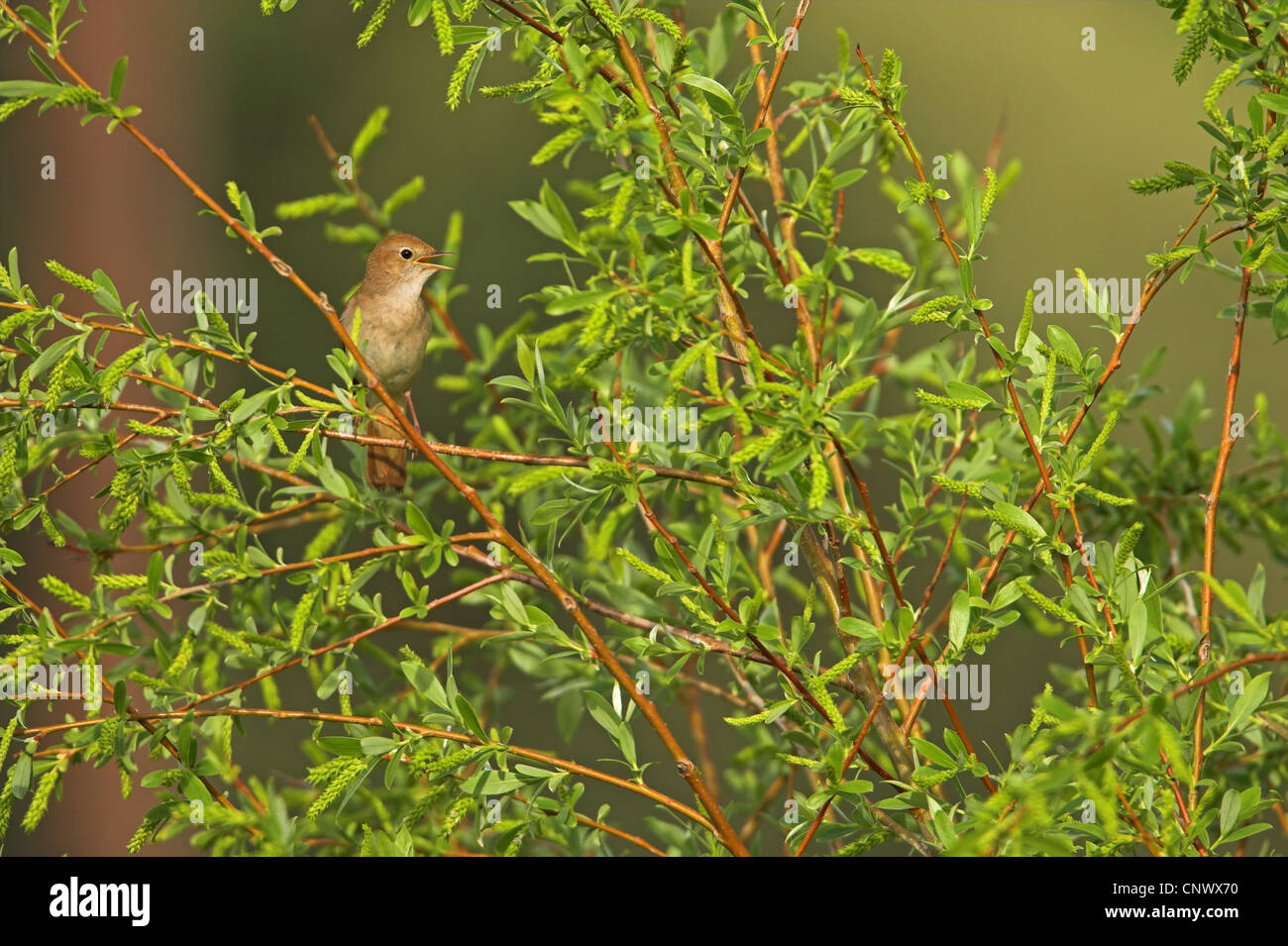 Nachtigall (Luscinia Megarhynchos), sitzt in einer Weide singen, Griechenland, Lesbos Stockfoto