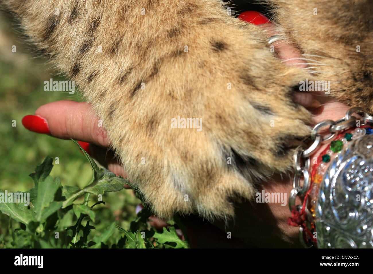 Löwenjunges interagiert mit freiwilliger Arbeiter Stockfoto