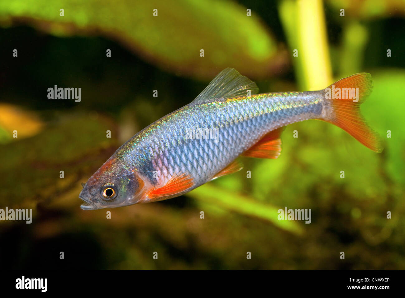 roten Shiner (Notropis Lutrensis), Männchen in der Laichzeit Stockfoto