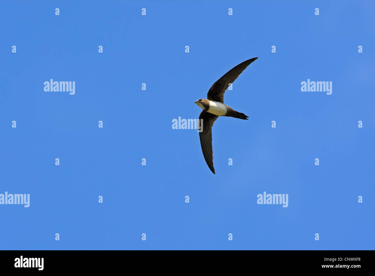 Alpine Swift (Apus Melba, Tachymarptis Melba), fliegen, Griechenland, Lesbos, Eressos Stockfoto