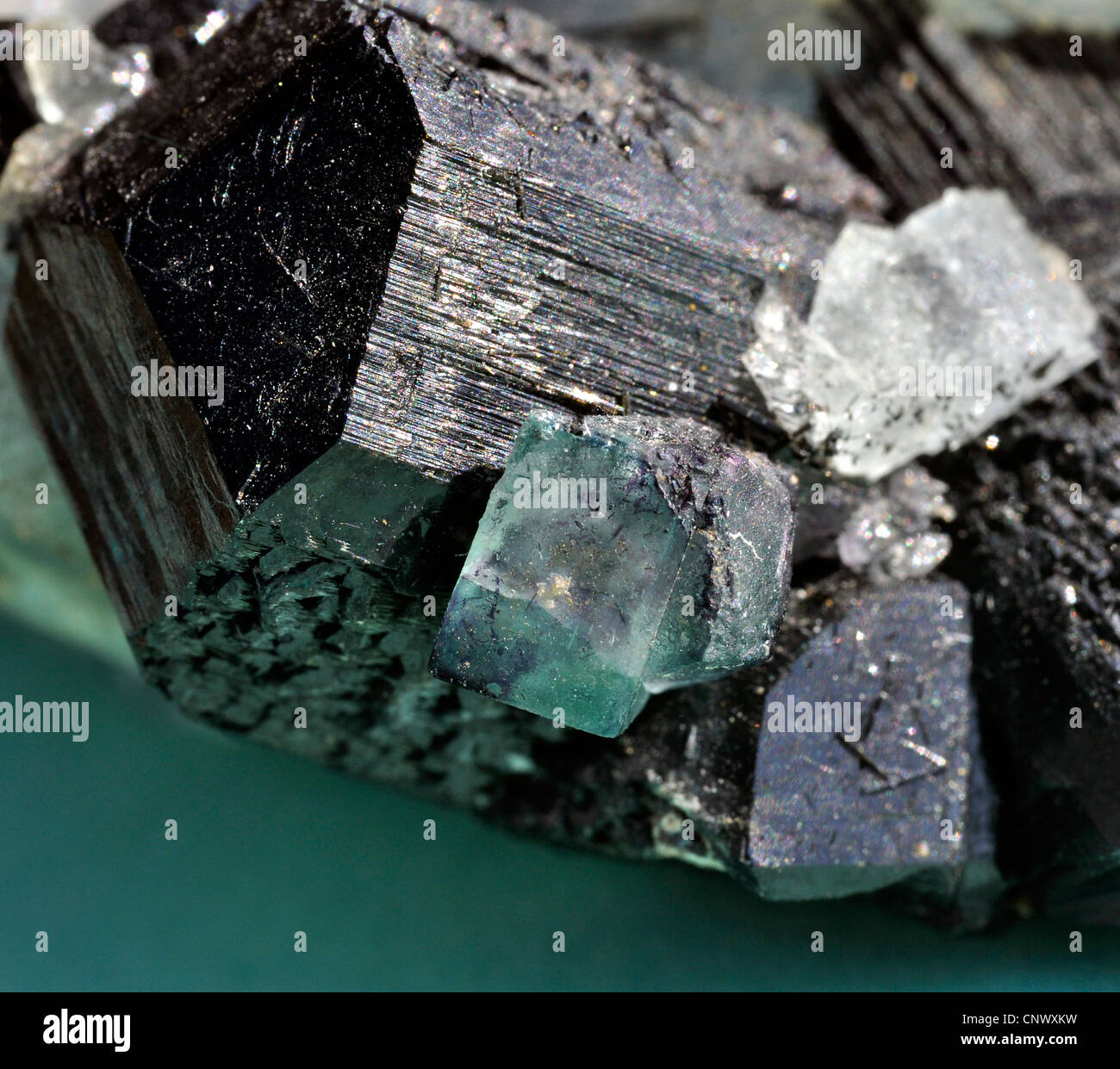schwarzer Turmalin Kristall mit Fluorit Kristalle Stockfoto