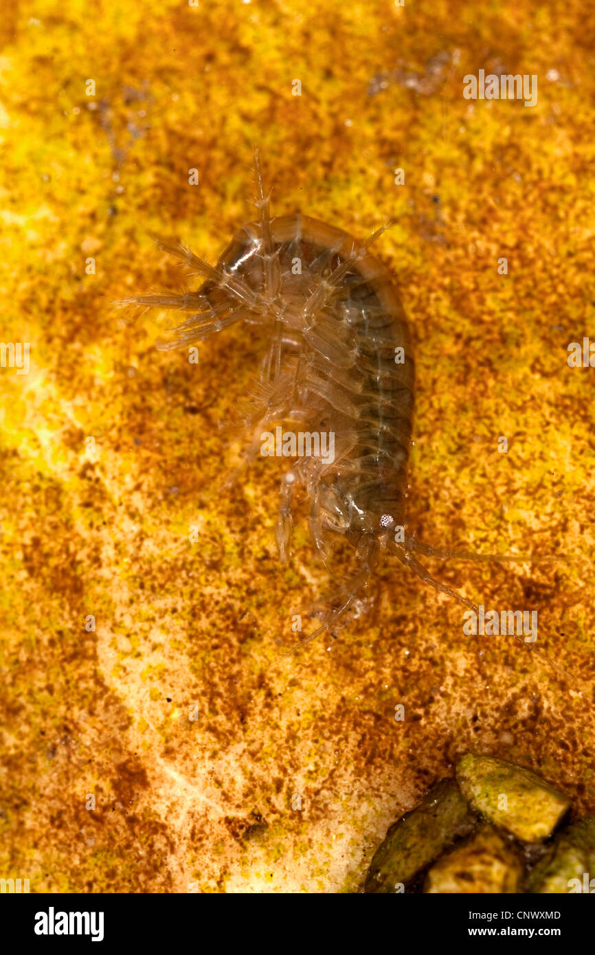 Süßwasser Garnelen (Rivulogammarus Pulex, Gammarus Pulex), auf einem Stein im Wasser, Deutschland, Bayern Stockfoto