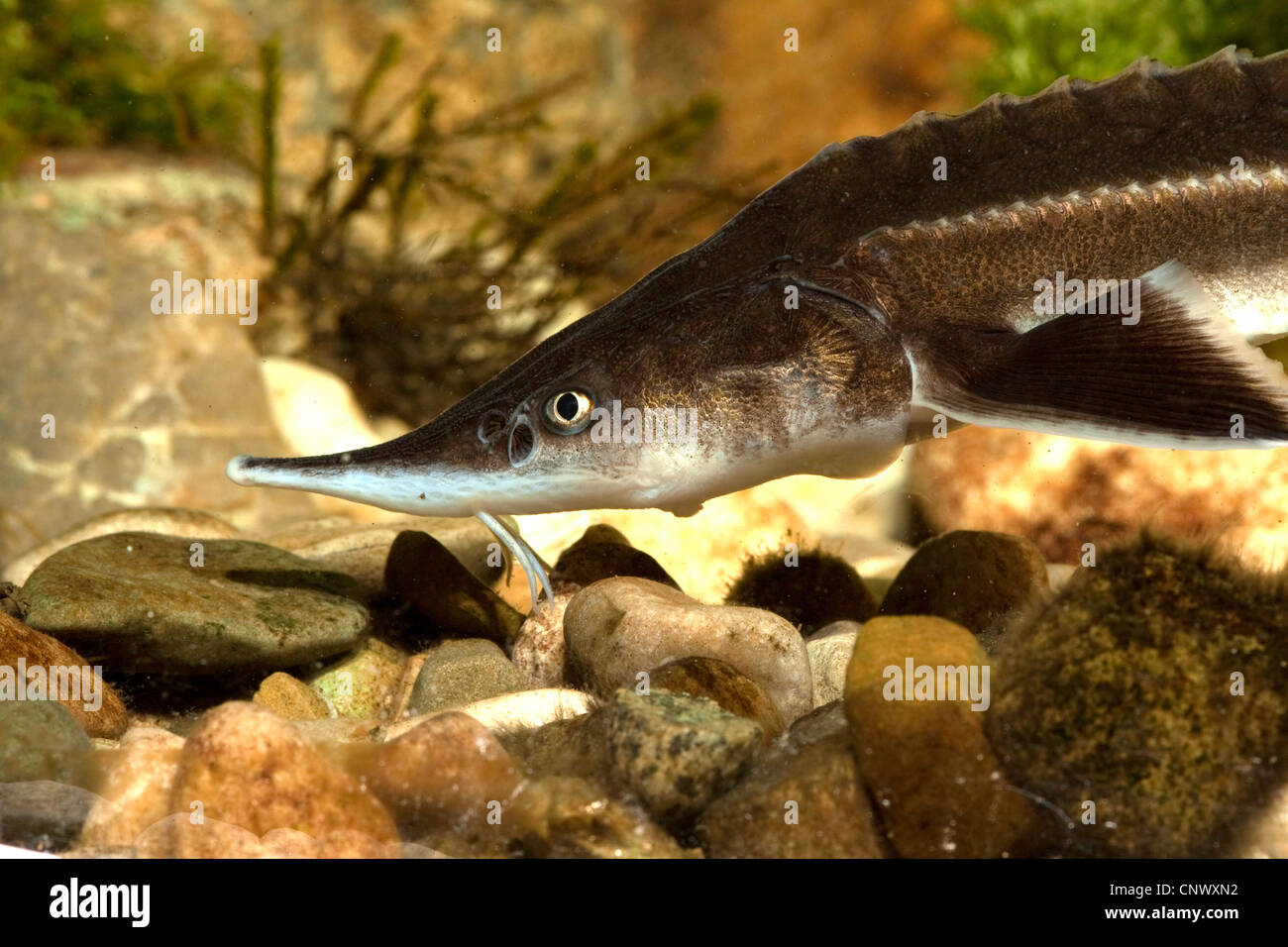 Sterlet, Kieselsteine sibirischen Sterlet (Acipenser Ruthenus), tastete nach Beute zwischen Fluss mit den Barteln Stockfoto