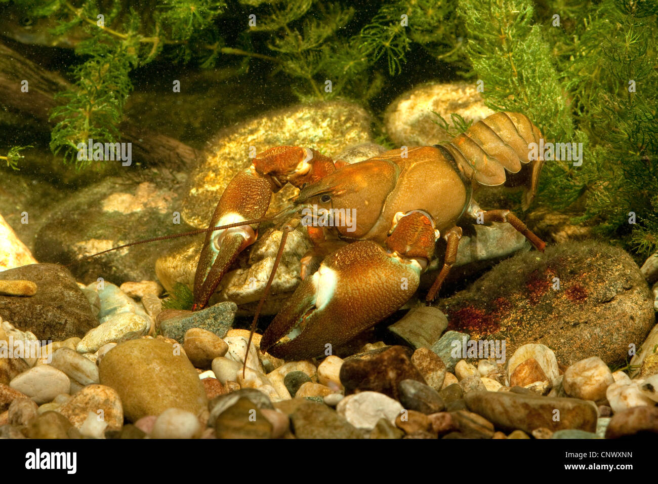 Signal-Krebse (Pacifastacus Leniusculus), großer Mann am Fluss Kieselsteine, Deutschland, Bayern Stockfoto