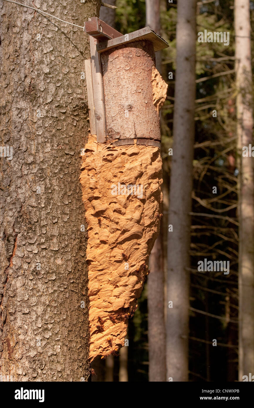 Hornet, braune Hornisse, Europäische Hornisse (Vespa Crabro), aussergewöhnlichen Nest als verlängerter Arm der einen Nistkasten, hängend an einem Stamm, Deutschland, Bayern Stockfoto