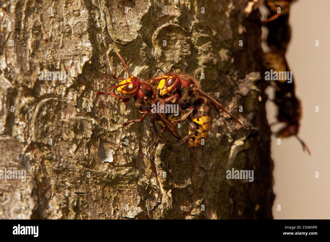 Hornisse, braune Hornisse, Europäische Hornisse (Vespa Crabro), Kampf zwischen arbeiten Hornissen einer Kolonie über die Hierarchie und den Code des Verhaltens, Deutschland, Bayern Stockfoto