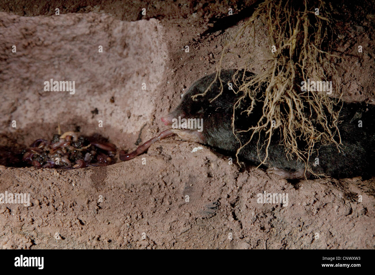 Europäischer Maulwurf (Talpa Europaea), Fütterung aus Reservoir von Würmern in unterirdischer tunnel Stockfoto