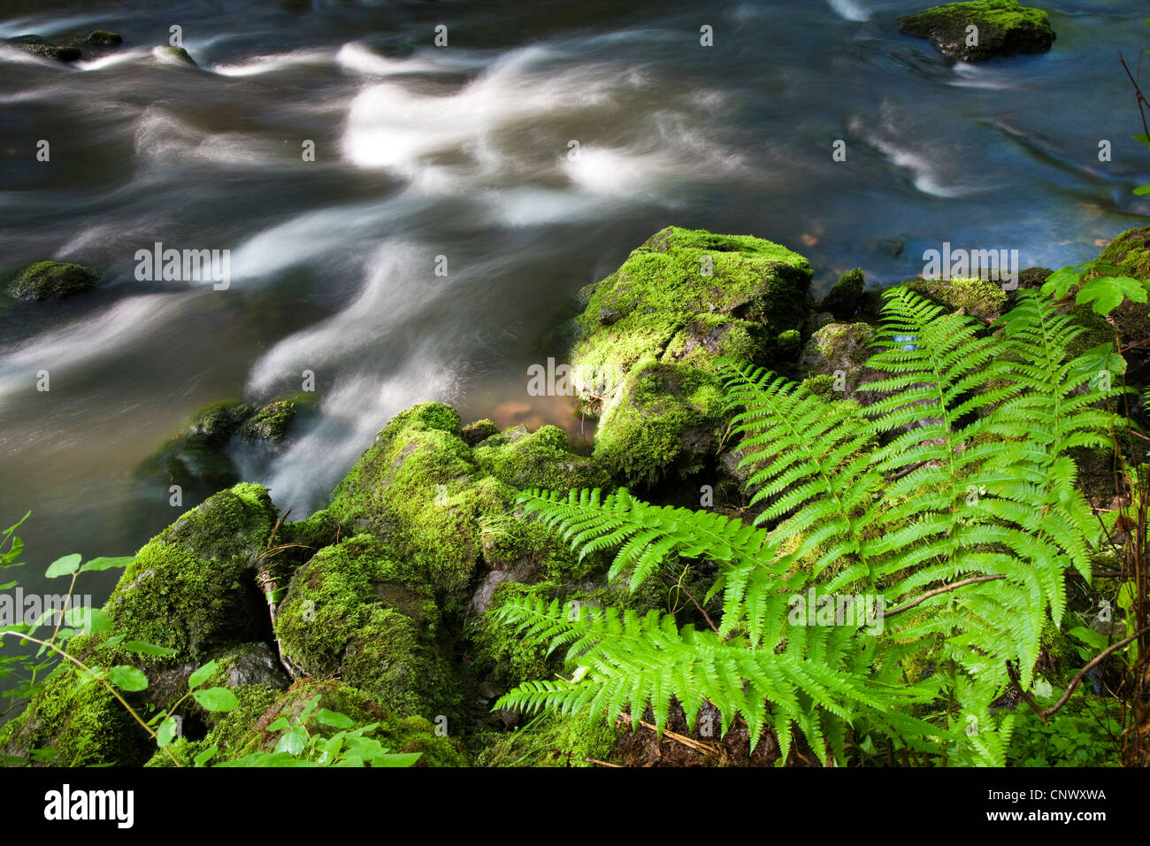 Wurmfarn (Dryopteris FilixMas), Farn am Ufer eines Baches, Triebtal