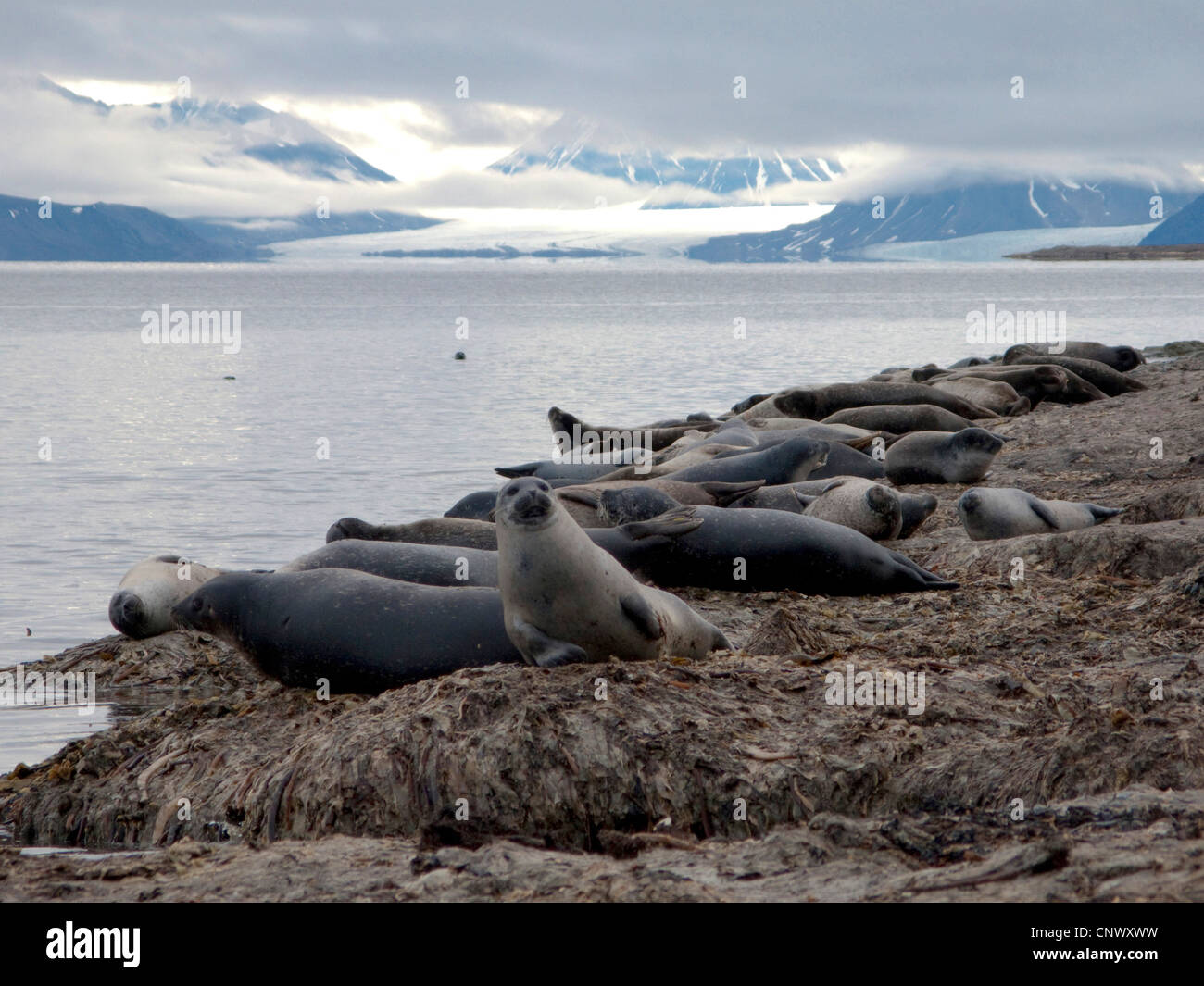Hafen Sie, Dichtung, Seehunde (Phoca Vitulina), Kolonie mit Gletscher im Hintergrund, Norwegen, Spitzbergen, Fuglehuken Stockfoto