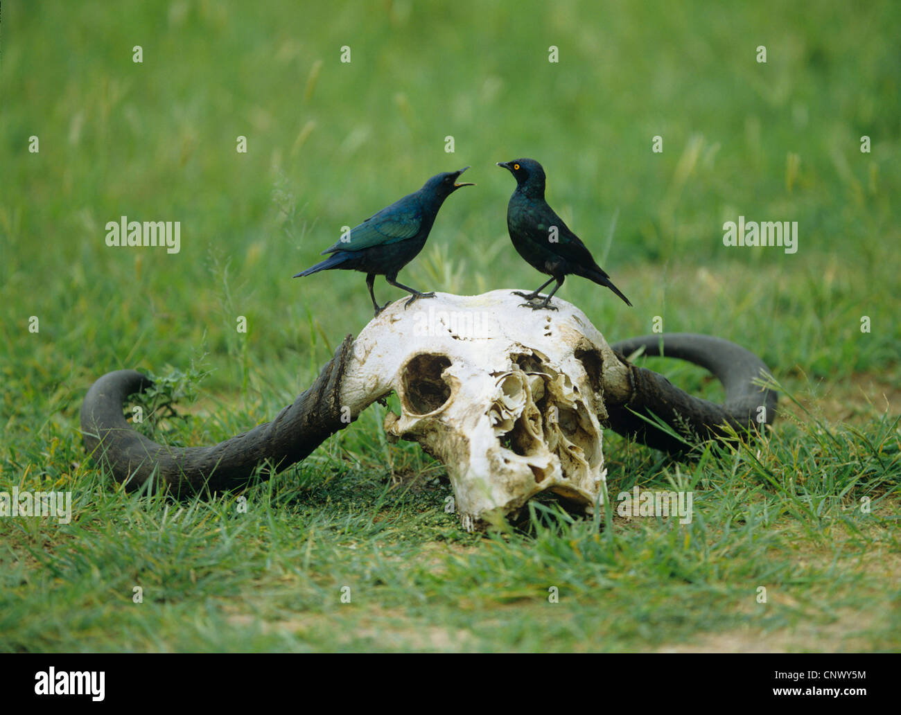 Mehr blau-eared glänzend Starling, blau-eared Starling (Glanzstare Chalybaeus), sitzt auf Büffel Schädel und Futtermittel Jungtier, Simbabwe Stockfoto