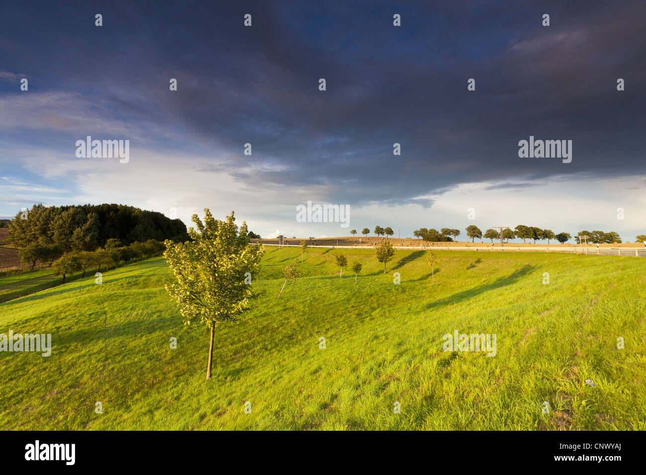 einzelner Baum auf einer Wiese im Morgenlicht mit Gewitterwolke, Deutschland, Sachsen, Vogtlaendische Schweiz Stockfoto