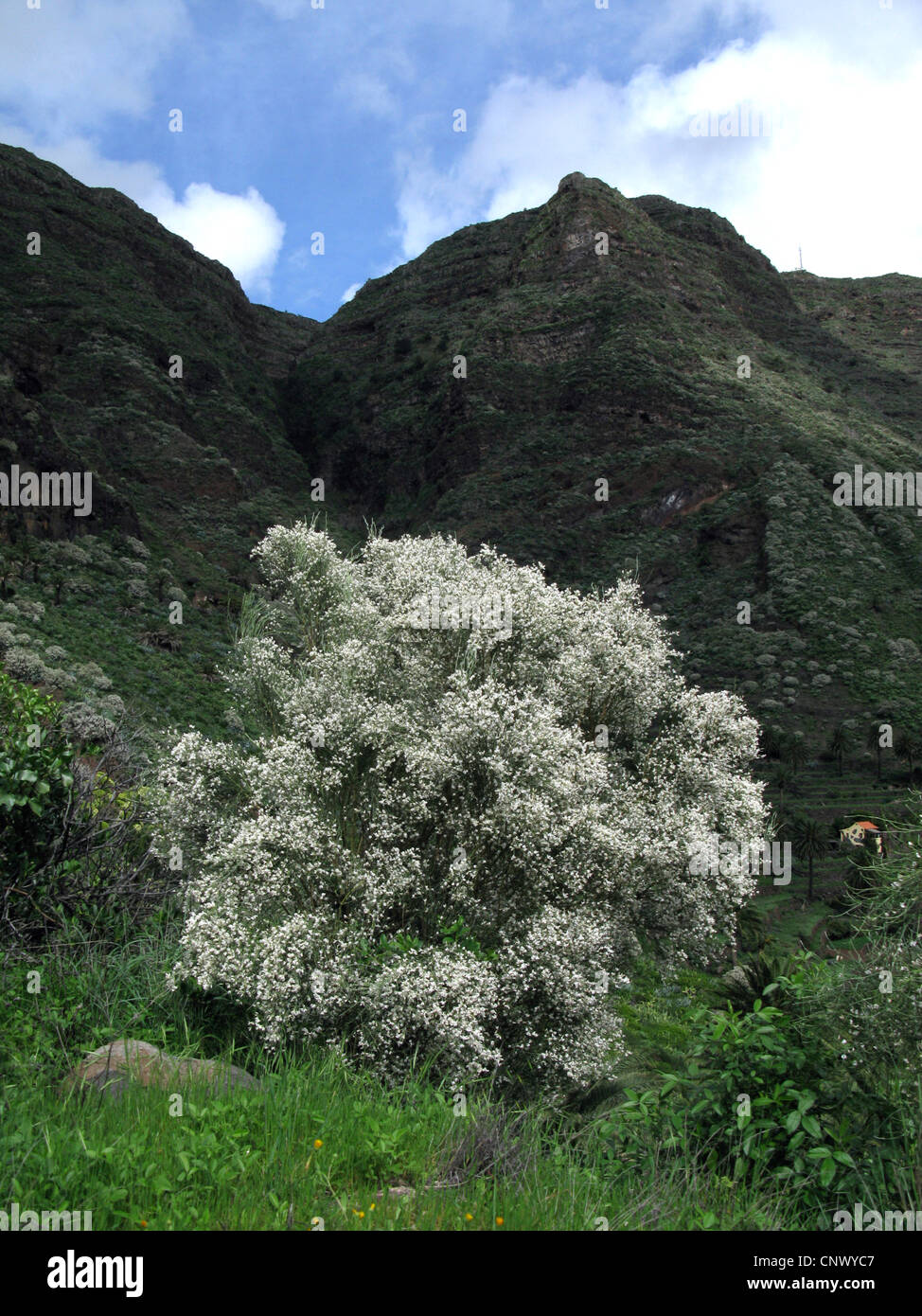 Weiße Besen, Bridal Besen, weißen Weinen Besen (Retama Raetam), blühenden Strauch, Kanarische Inseln, Gomera Stockfoto