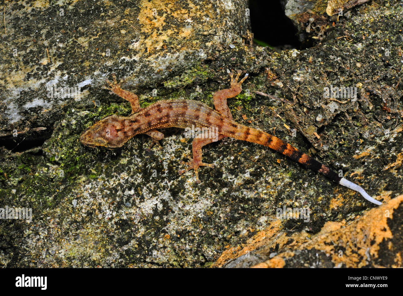 Honduras Blatt-toed Gecko (Phyllodactylus Palmeus), sitzen auf einem Baumstamm, Honduras, Roatan Stockfoto
