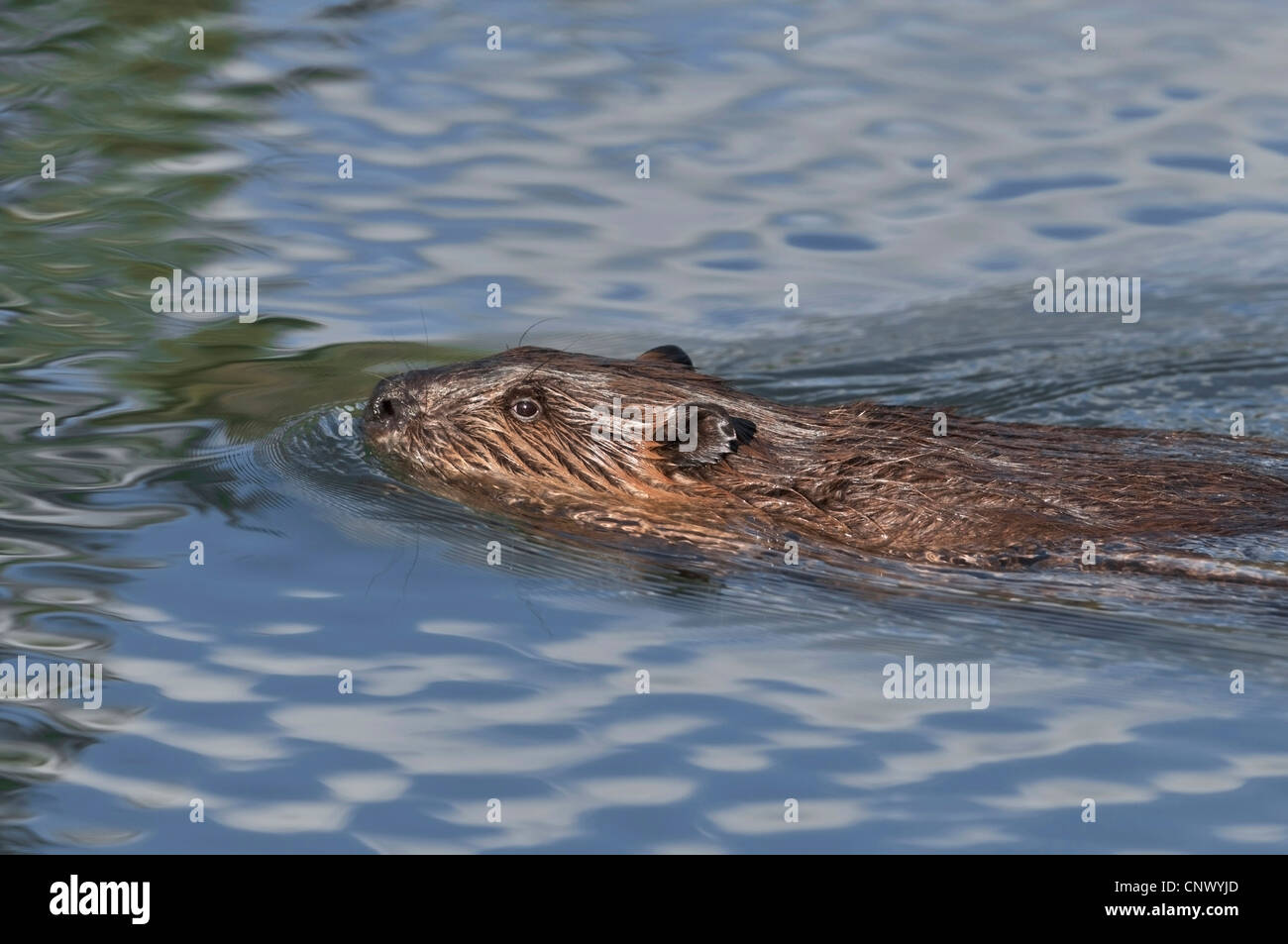 Biber (Castor Canadensis) in einem Teich erstellt durch das Tier