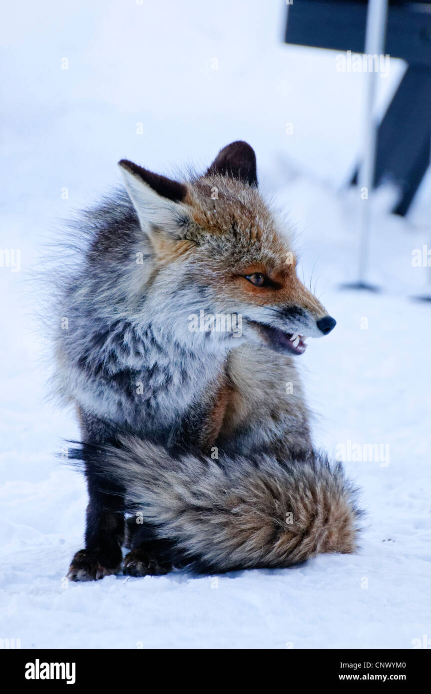 Einen wilden Fuchs in den Alpen im winter Stockfoto