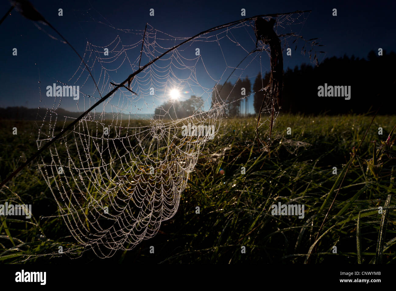 gelingt mit Morgentau in Morgen Licht, Deutschland, Sachsen, Vogtlaendische Schweiz Stockfoto