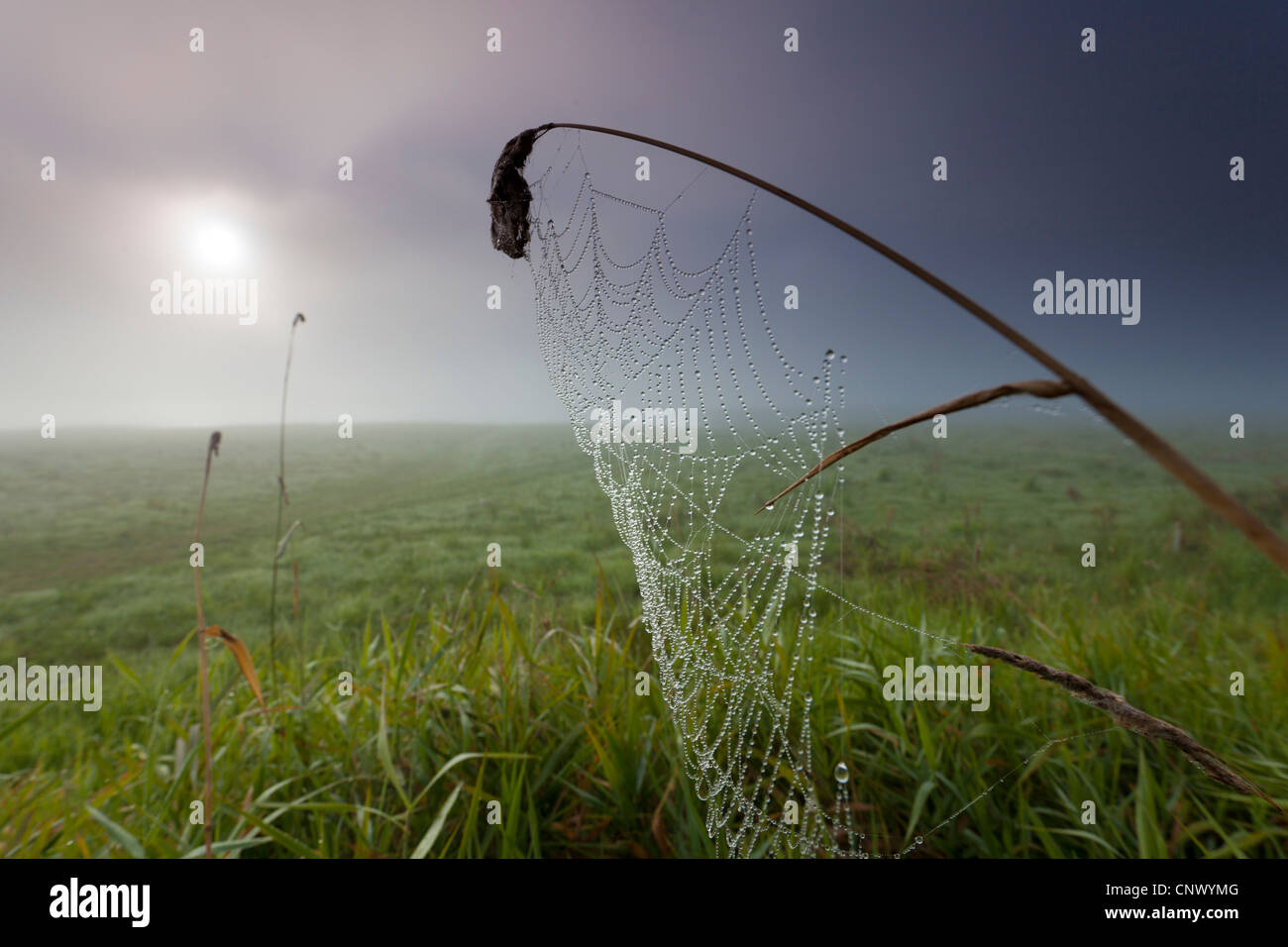 gelingt mit Morgentau in Morgen Licht, Deutschland, Sachsen, Vogtlaendische Schweiz Stockfoto