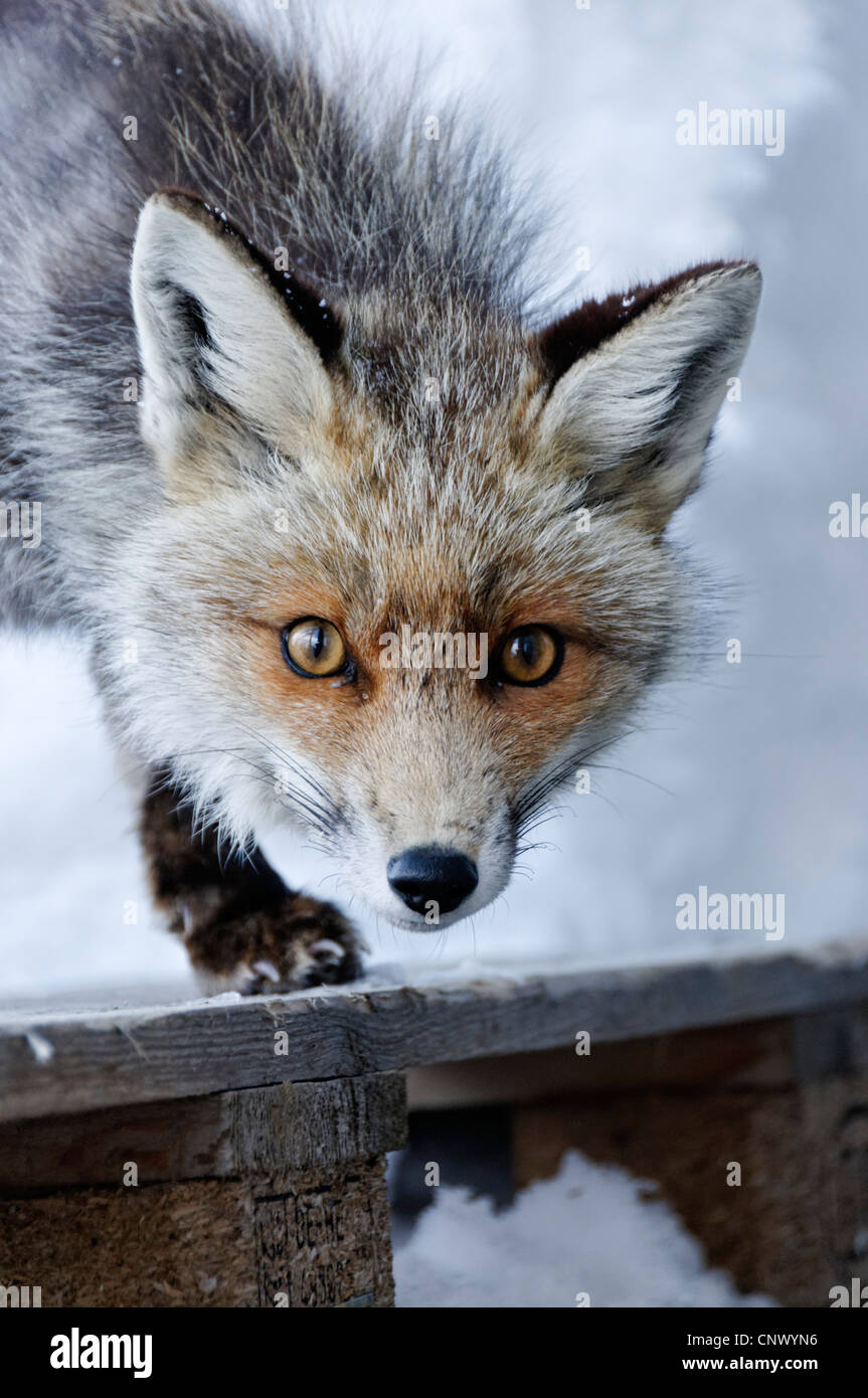 Einen wilden Fuchs in den Alpen im winter Stockfoto
