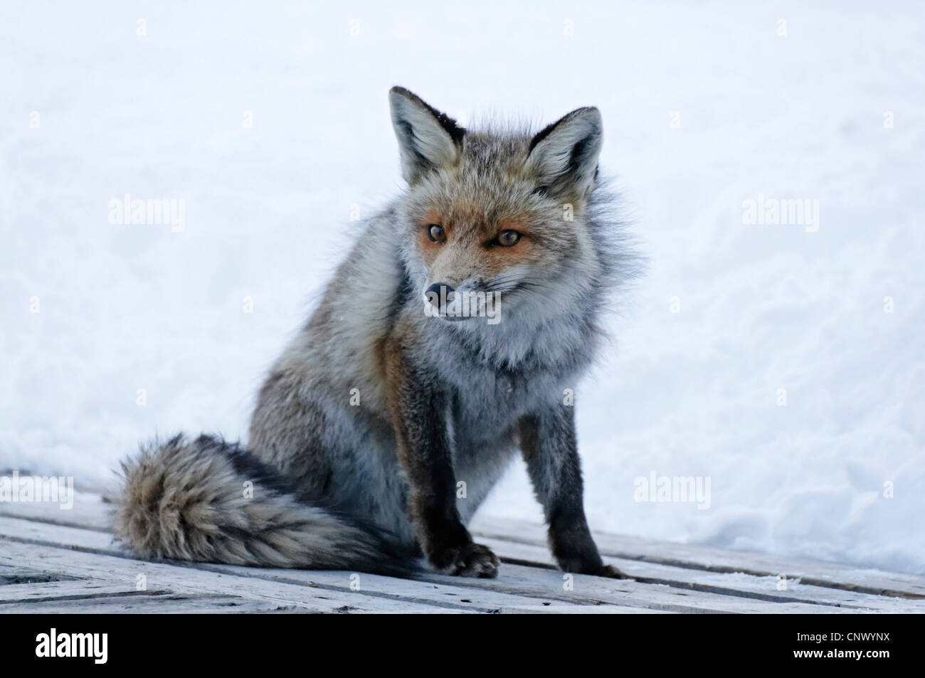 Einen wilden Fuchs in den Alpen im winter Stockfoto