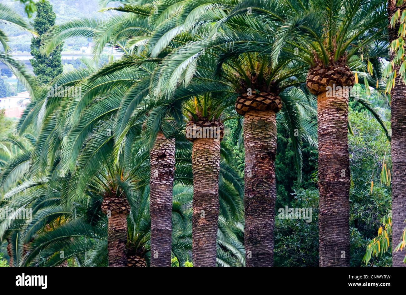 Kanarische insel dattelpalme phoenix canariensis Fotos und