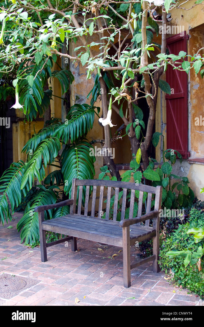 Baum der Engelstrompete (Brugmansia Arborea, Datura Arborea), blühen im Jardin Botanique Val Rameh, Frankreich Stockfoto