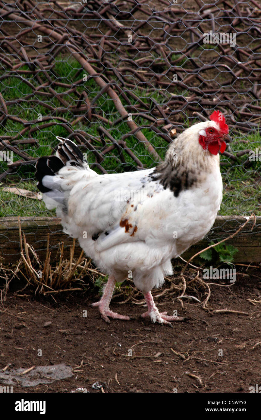 Geflügel Stockfoto