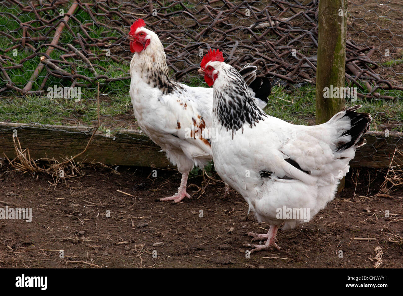 Geflügel Stockfoto
