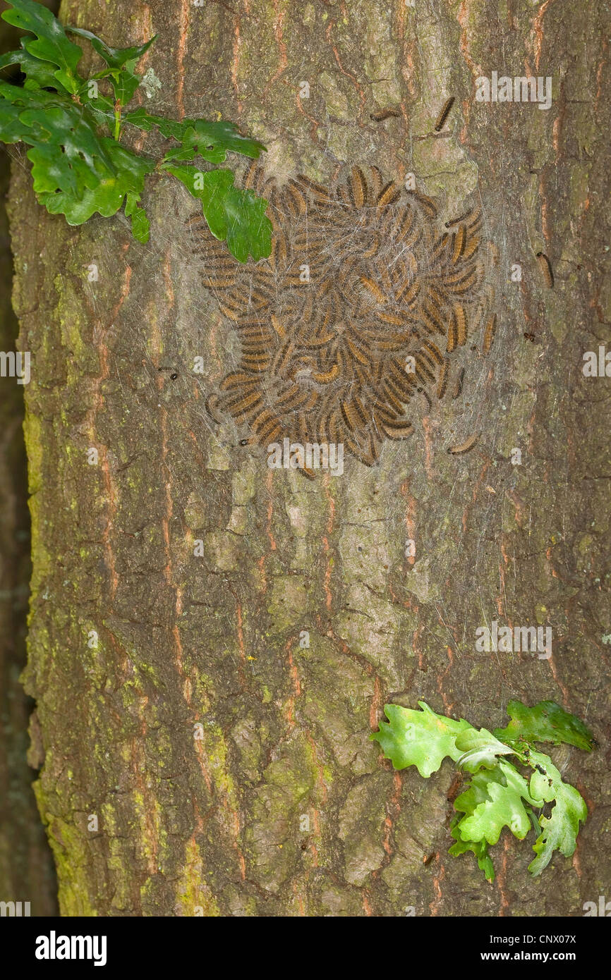 Eiche Eichenprozessionsspinner (Thaumetopoea Processionea), Raupen im Web auf einen Eichenstamm, Deutschland Stockfoto